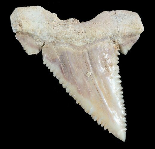 , Heavily Serrated Fossil Shark (Palaeocarcharodon) Tooth #51910